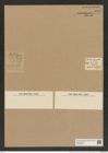 Liostephania comta Ehr. (de-Toni-Nr.: Genus 243, Species 5731) Zeichnungen Sammlung Grunow Nr. 9728 (NHMW-BOT-W0379675)